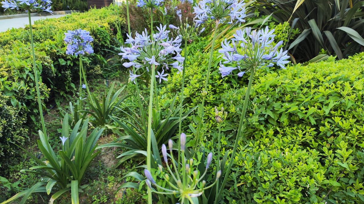 African lilies as part of a well-designed garden