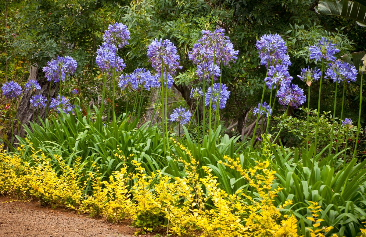 African lilies in a flower bed