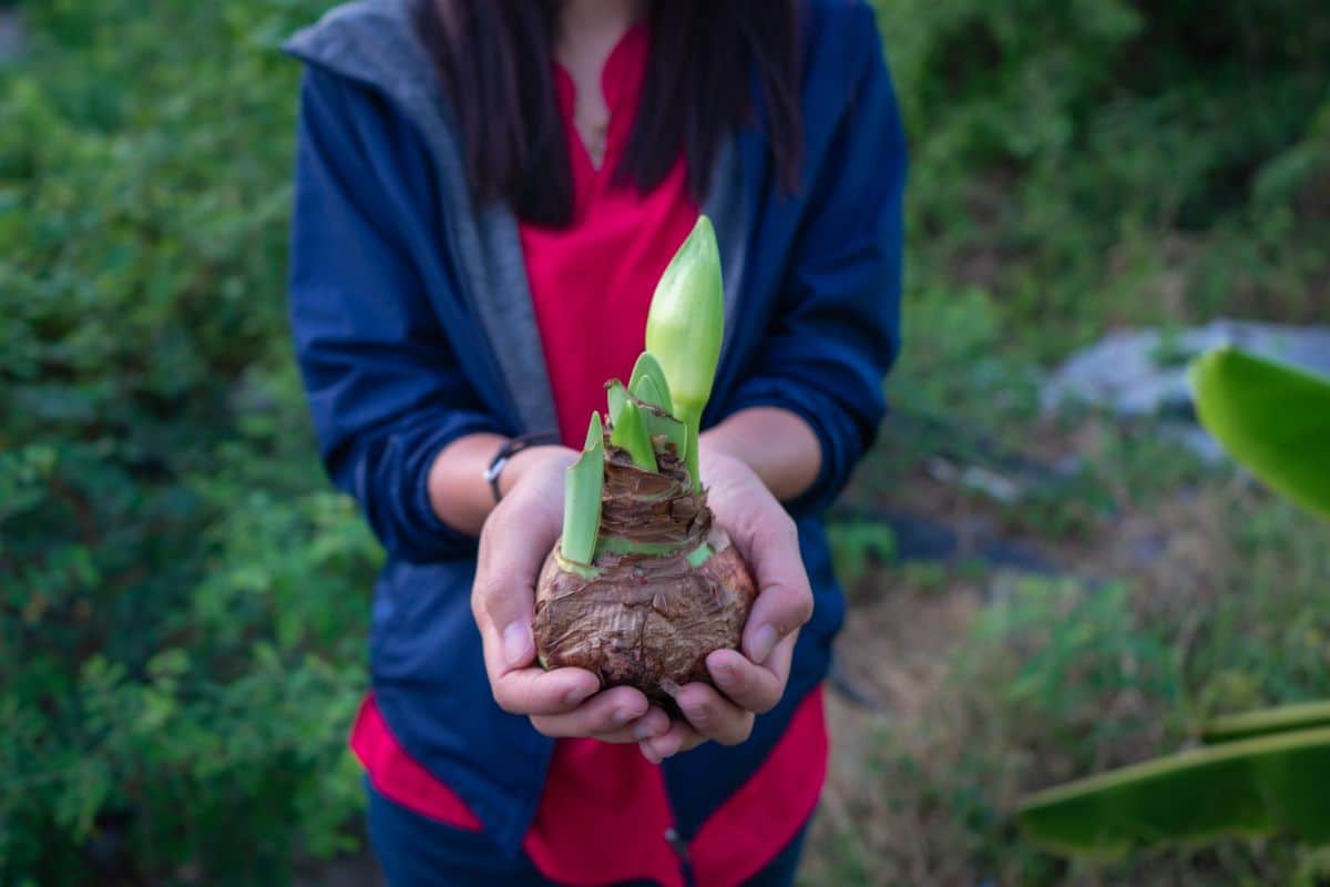 A sprouting amaryllis bulb in a woman's hands