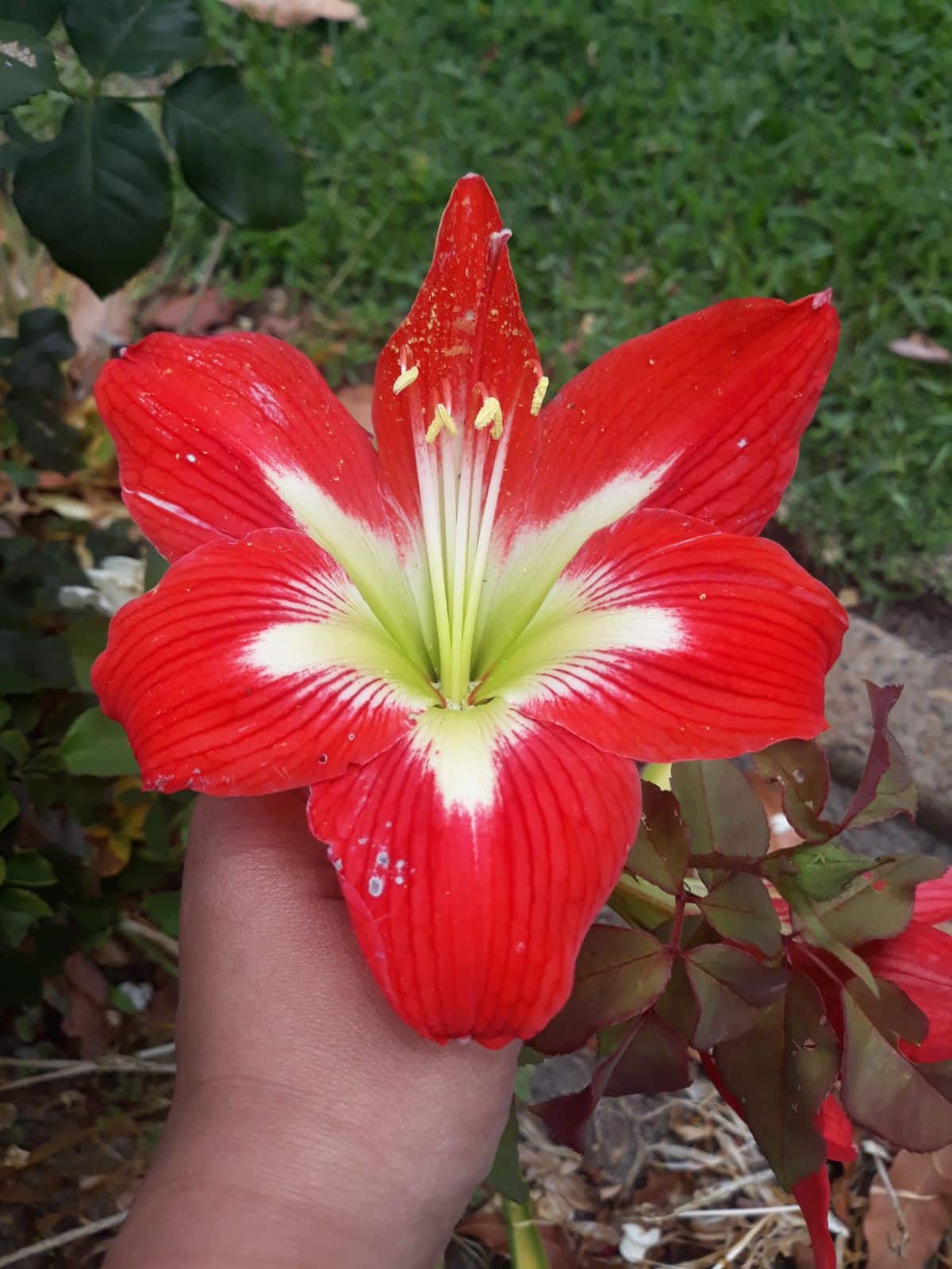 A large red amaryllis flower