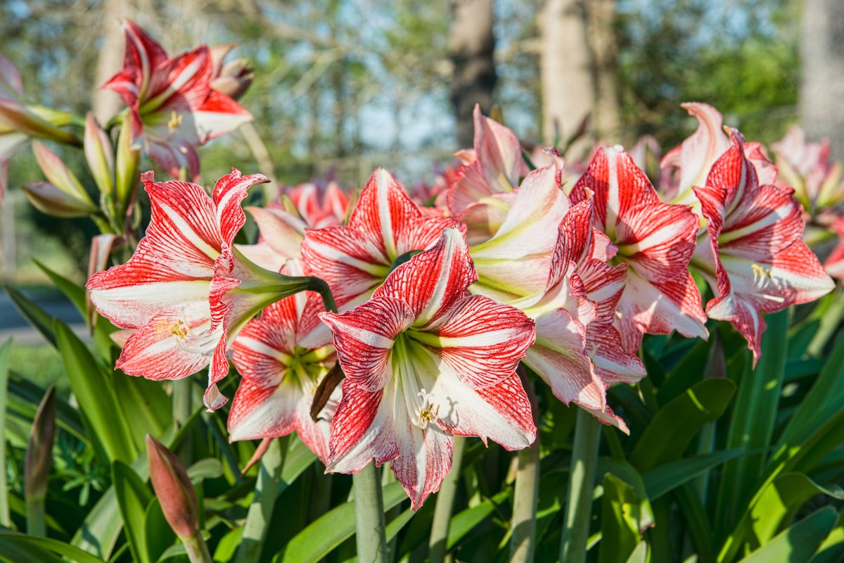 Coral and white colored amaryllis