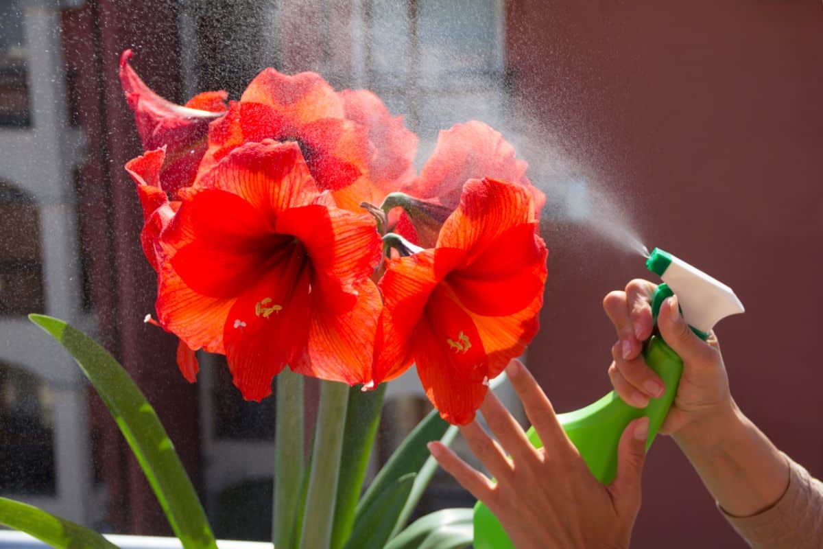 A person spritzing and amaryllis with water mist