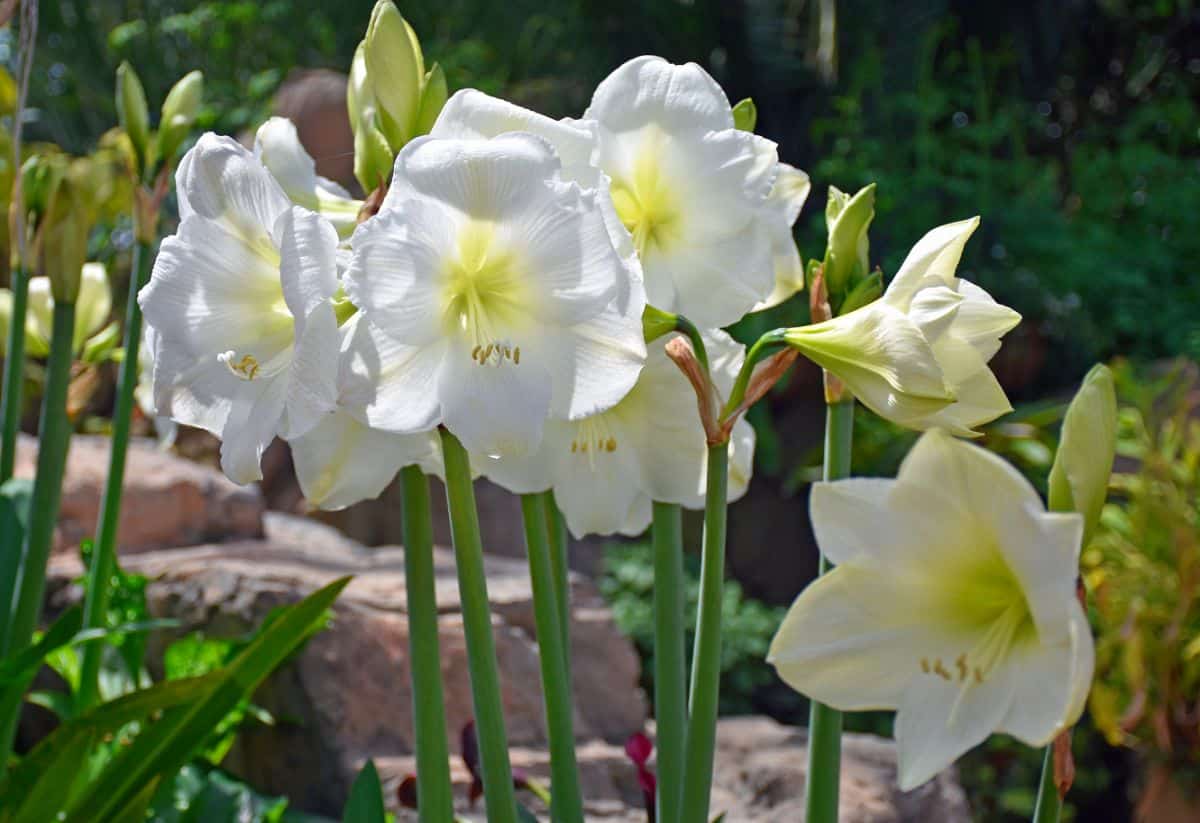 Large white amaryllis flowers