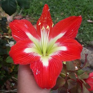 A hand holds A beautiful red Amaryllis flower.