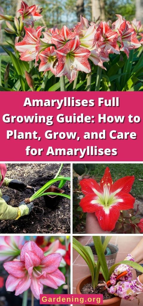Amaryllises Full Growing Guide: How to Plant, Grow, and Care for Amaryllises pinterest image.