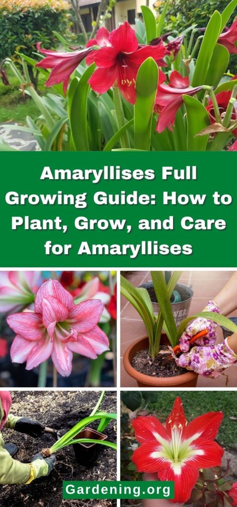 Amaryllises Full Growing Guide: How to Plant, Grow, and Care for Amaryllises pinterest image.