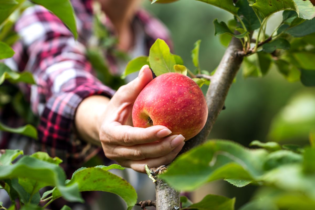 A person picking and apple