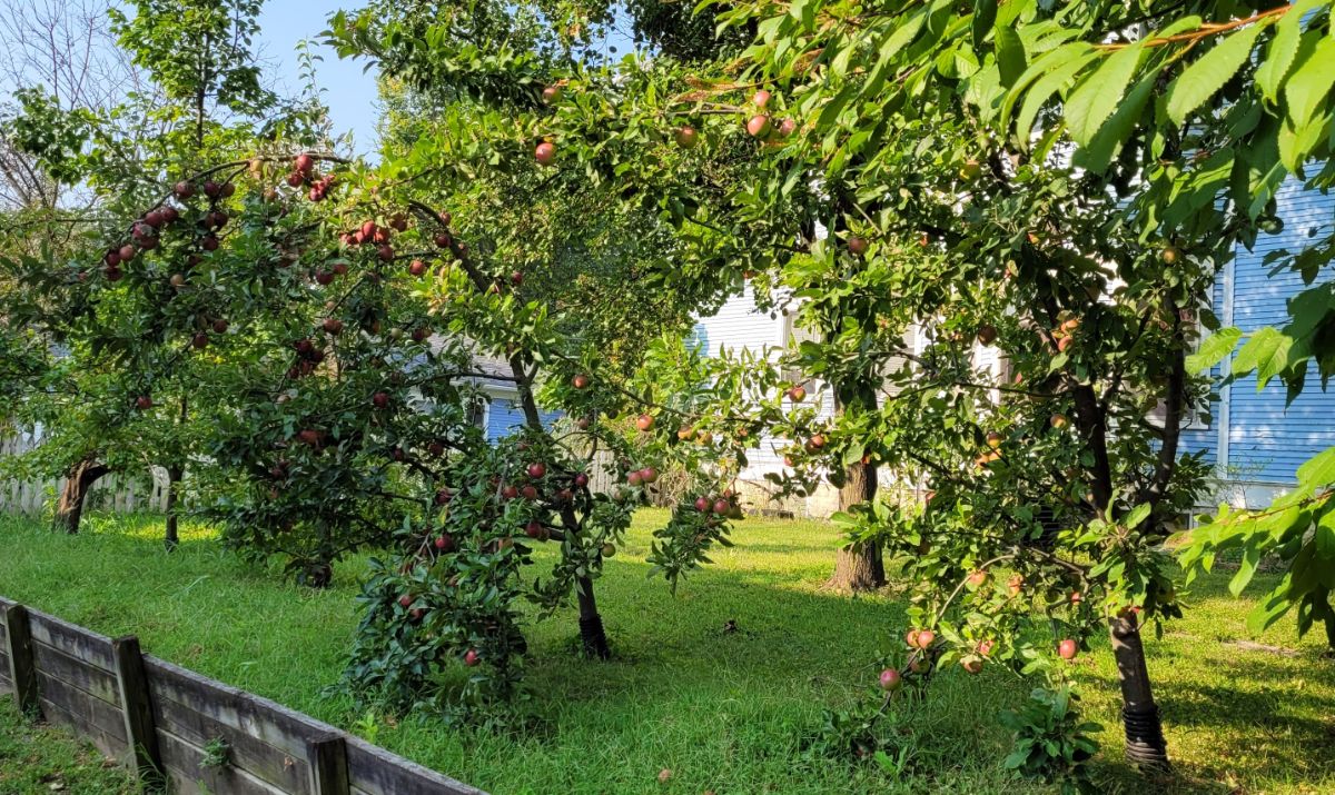 A nice apple orchard