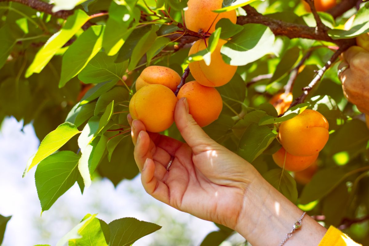 fresh apricots being picked