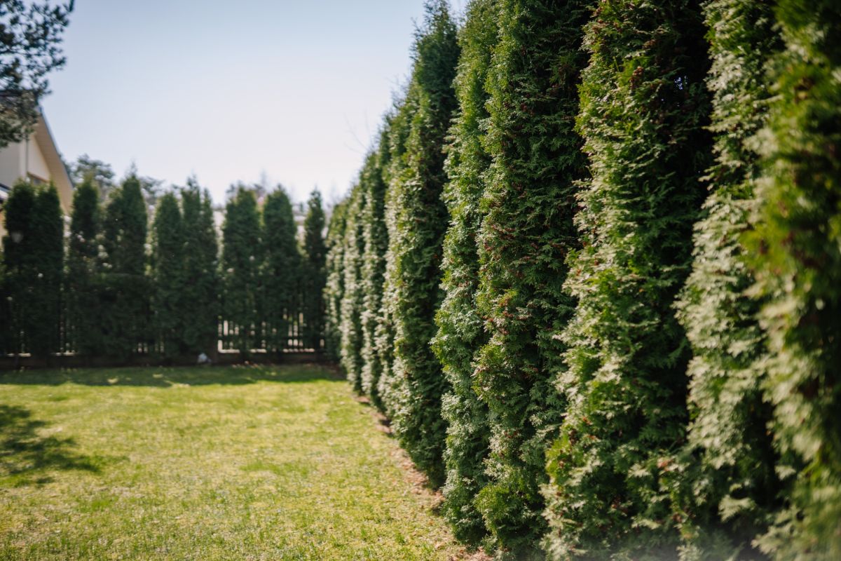 Evergreens as a privacy screen