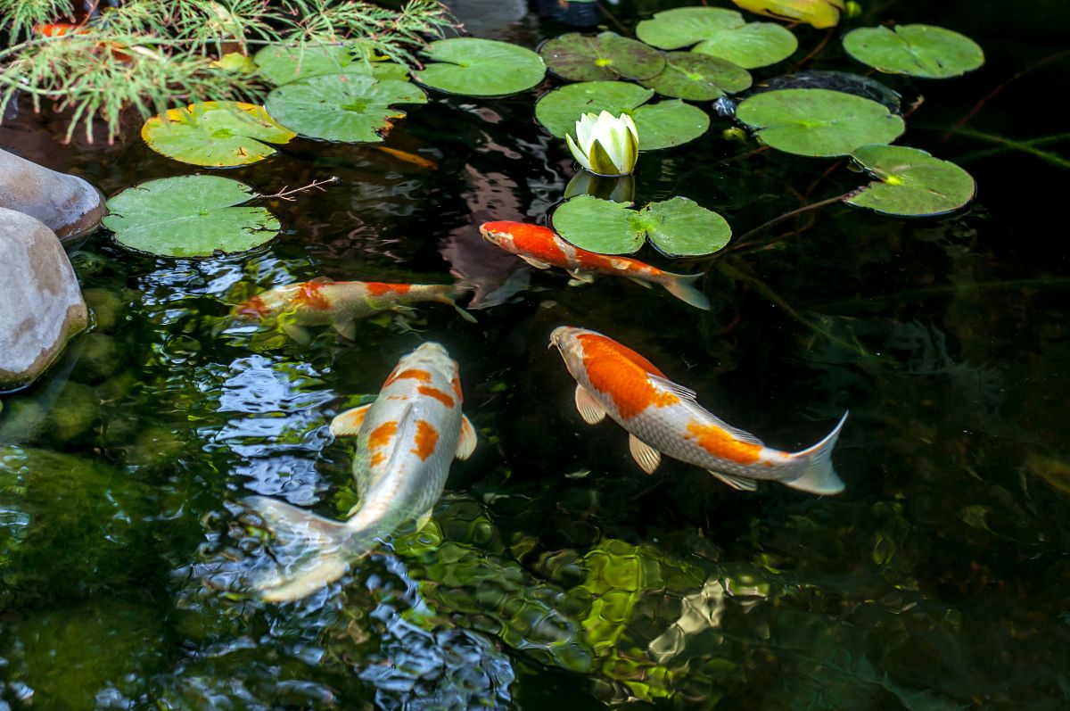 Koi and plants in a koi pond