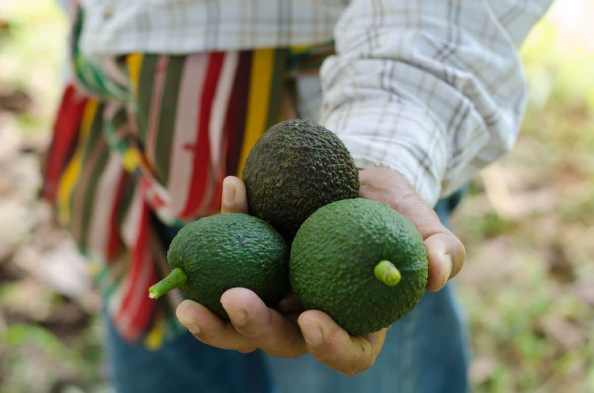 Unripe avocados