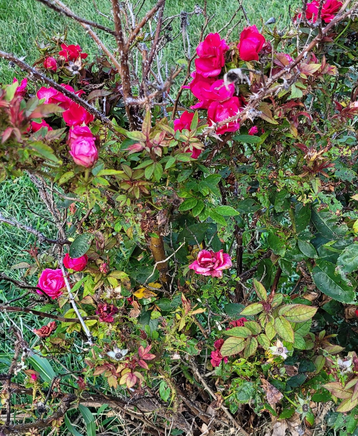 A rose badly infected with Rose Rosette Disease