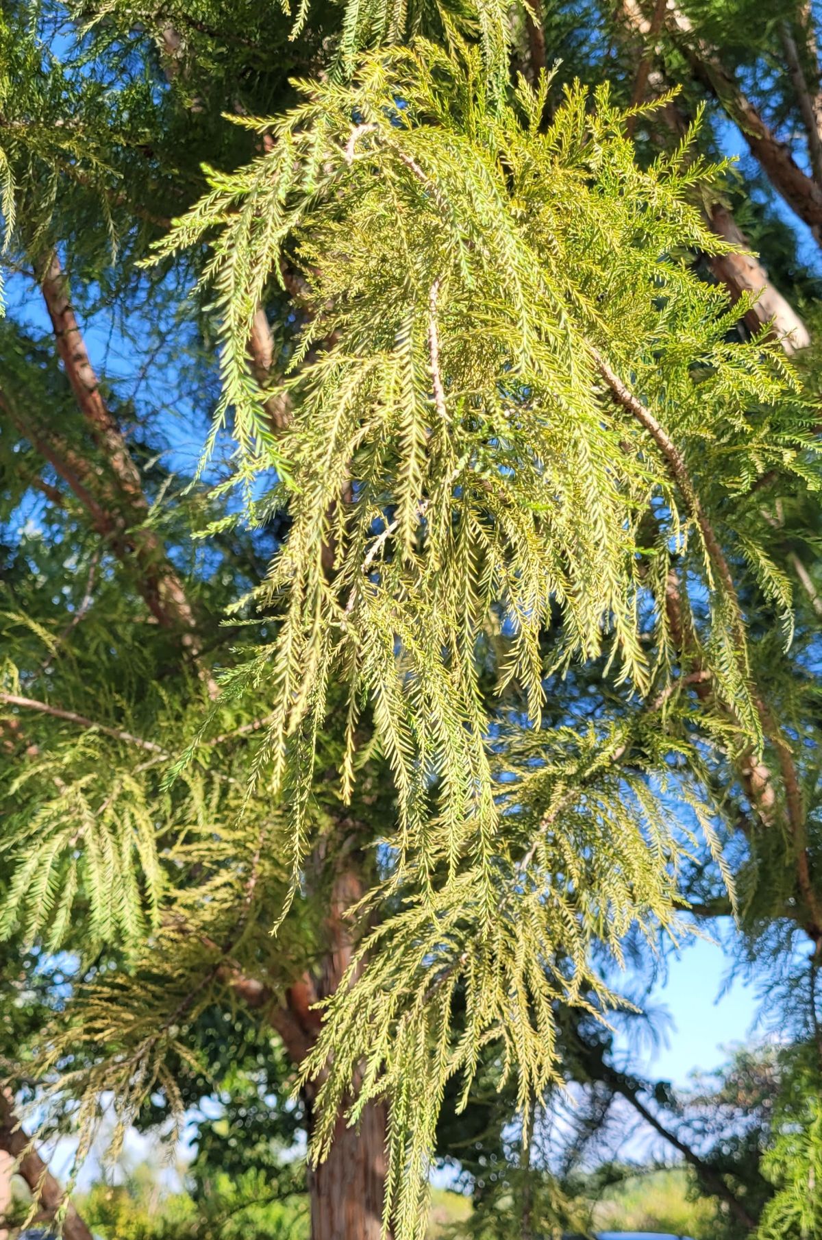 Hanging fern-like leaves on bald cypress