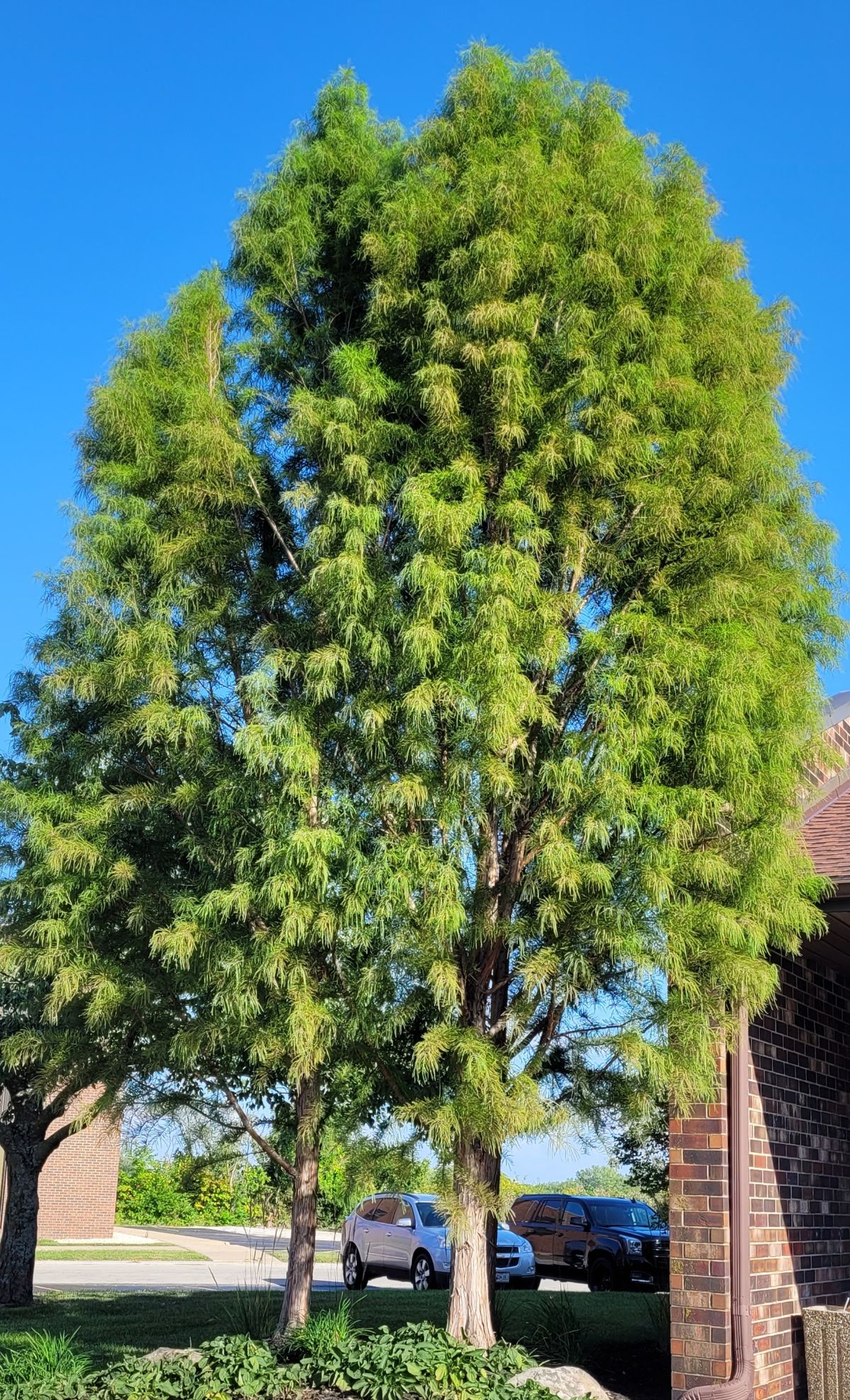 Two young bald cypress trees.