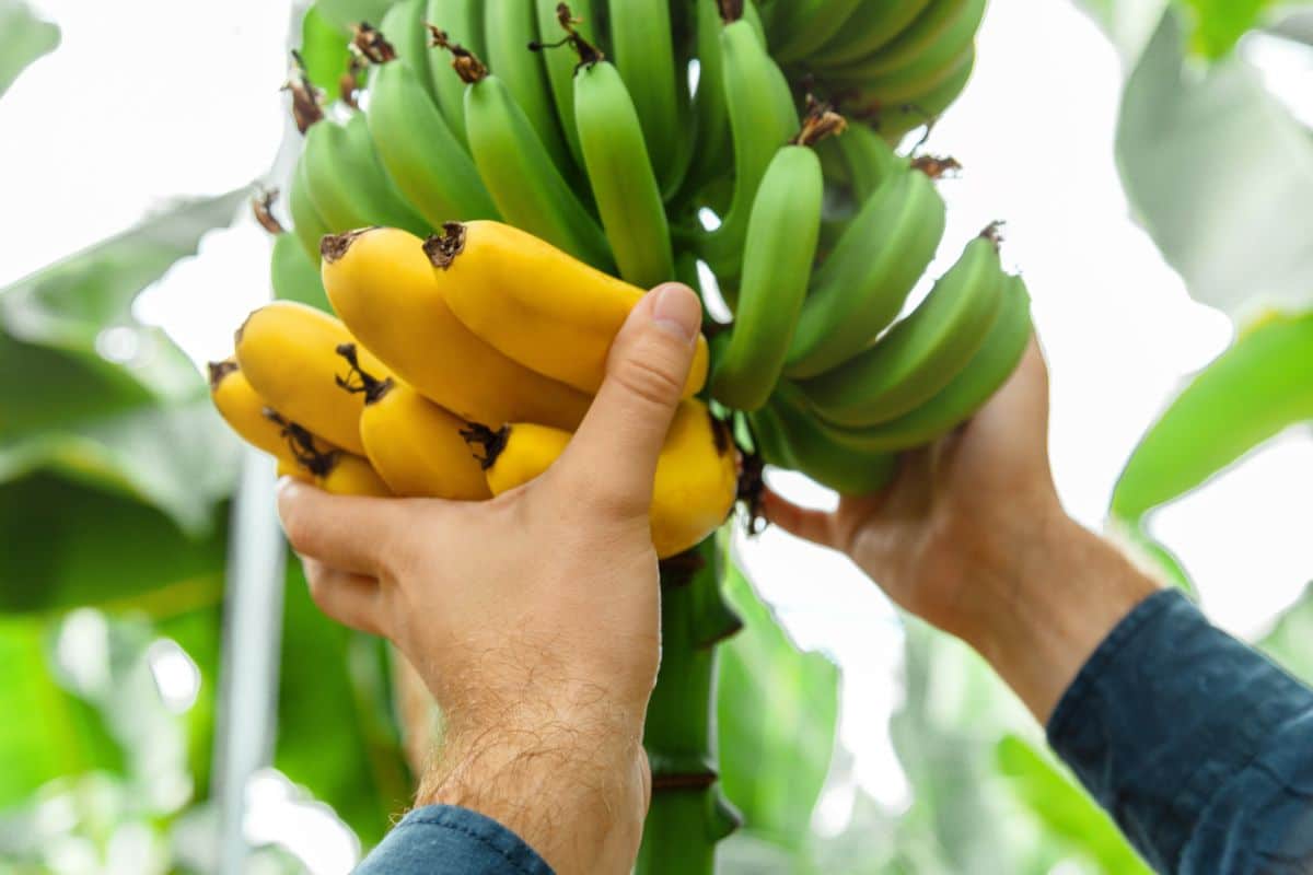 Ripe and unripe bananas being picked