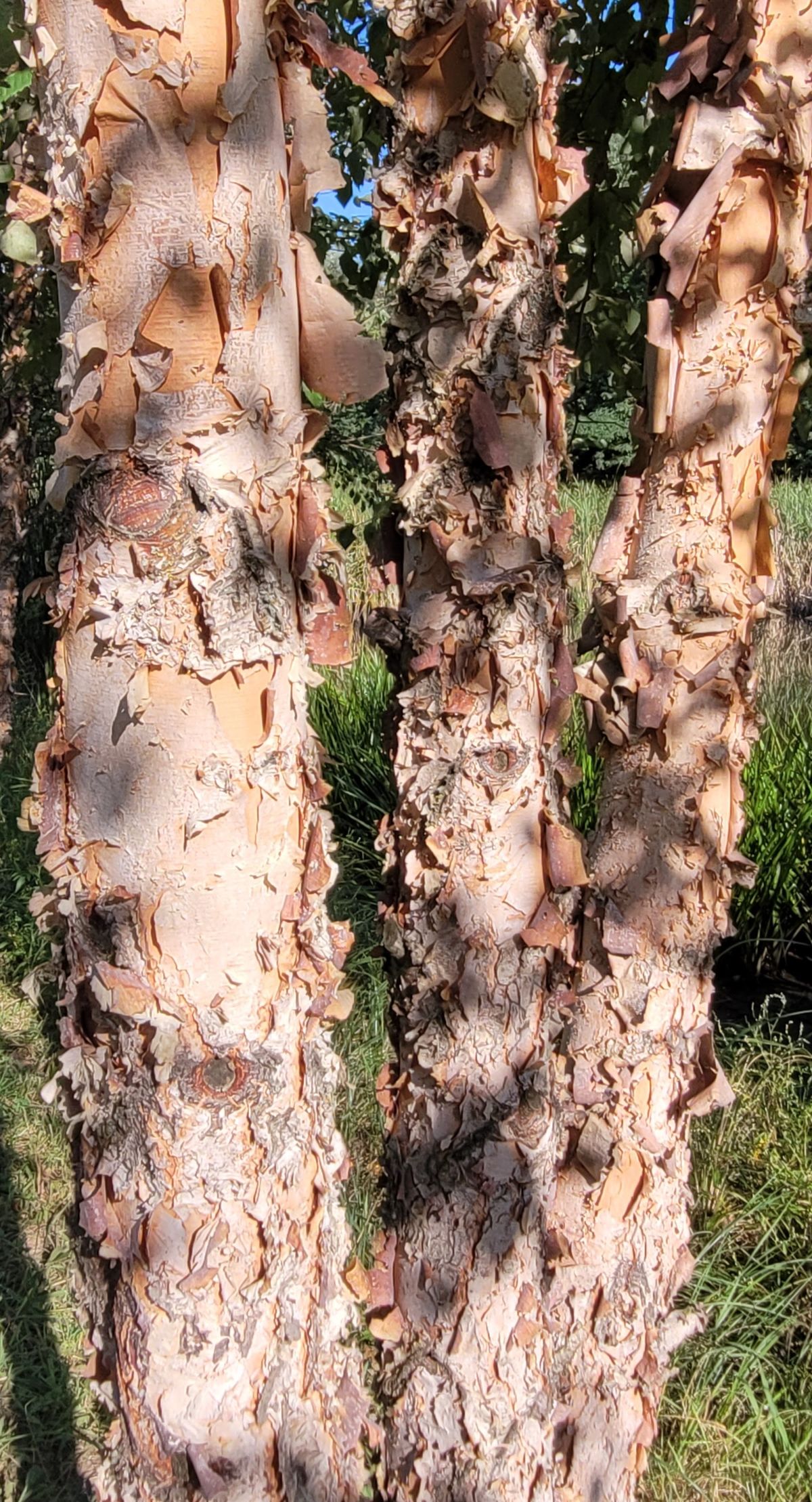 Peeling bark on a river birch tree