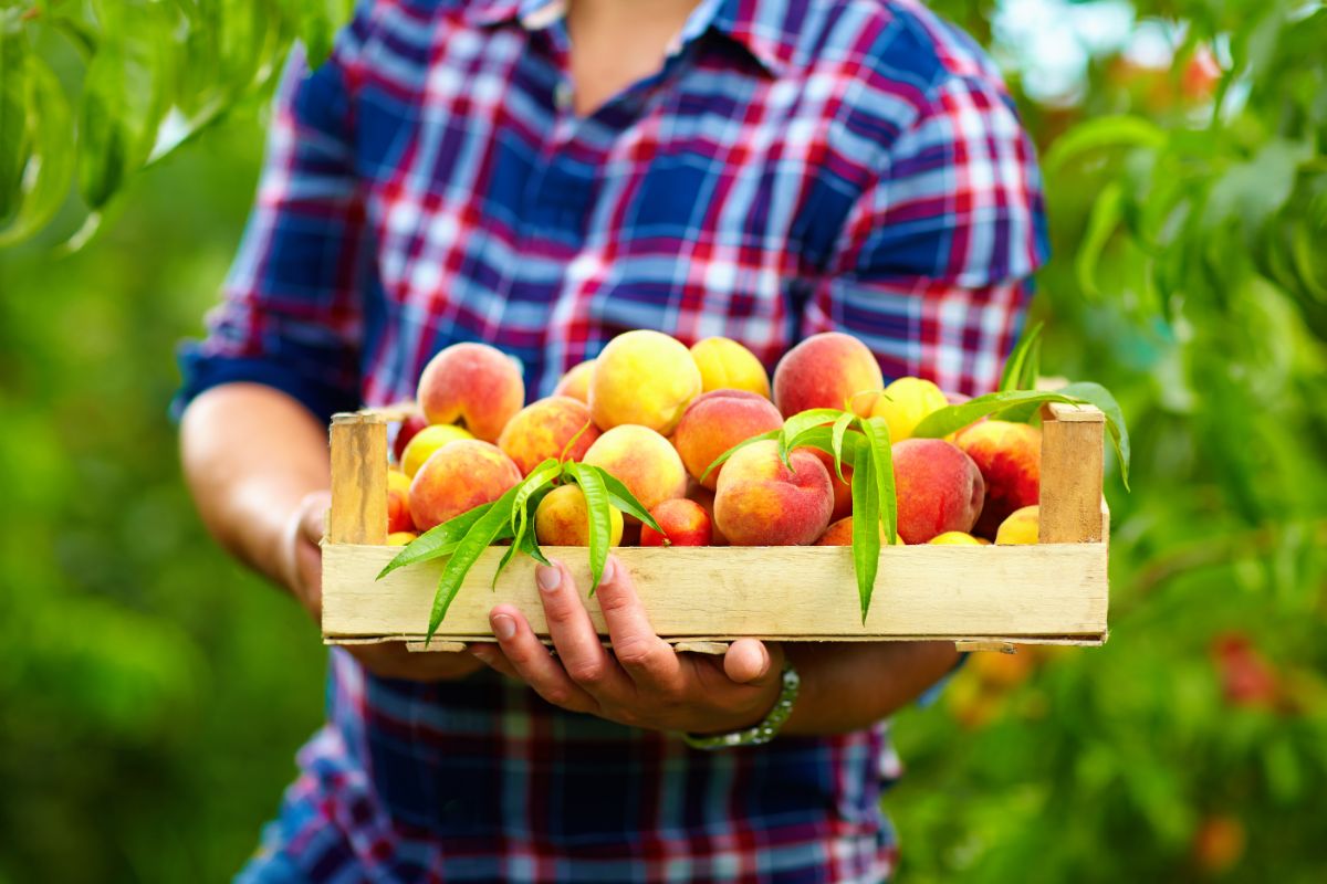 A box of fresh ripe peaches
