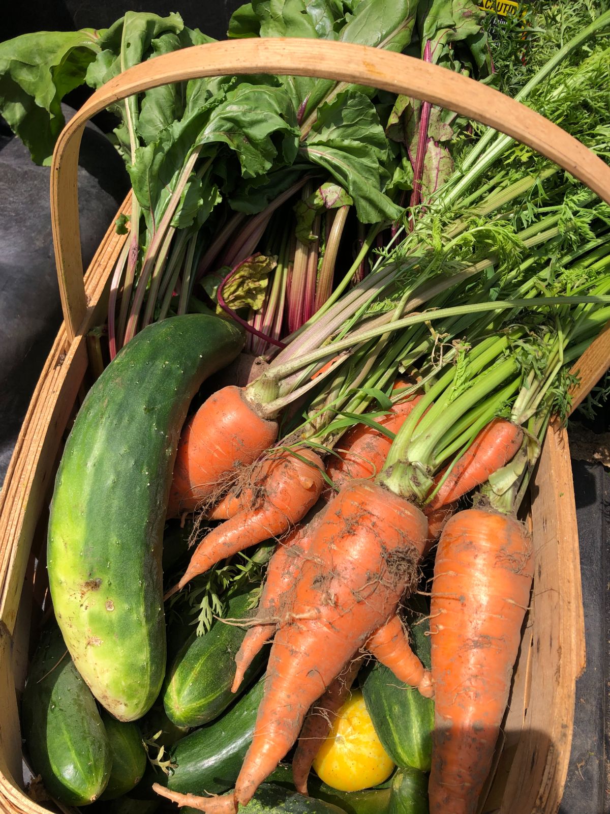 Fresh garden vegetables just harvested