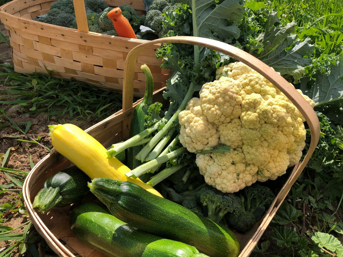 Fresh harvested garden produce