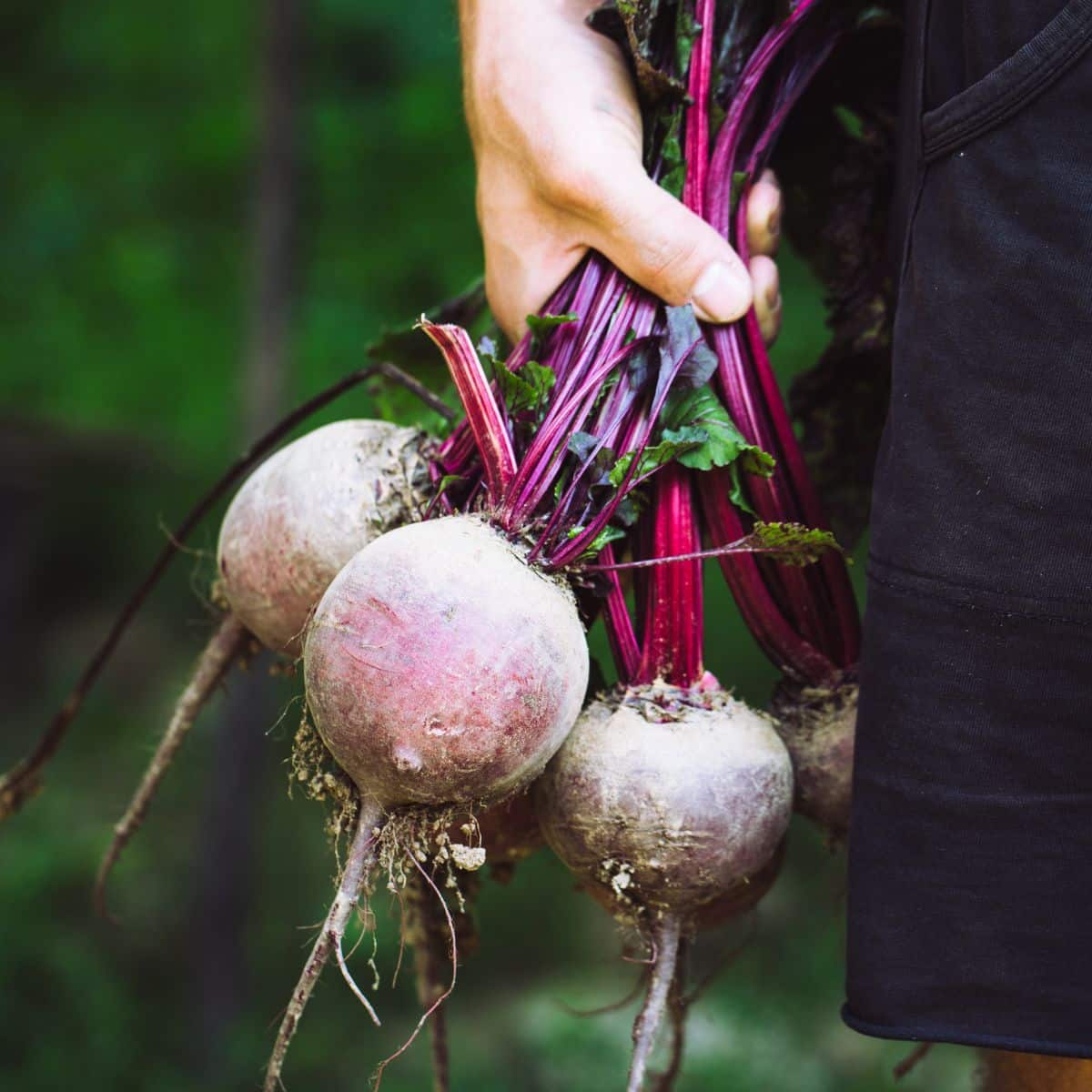 Fresh picked beets