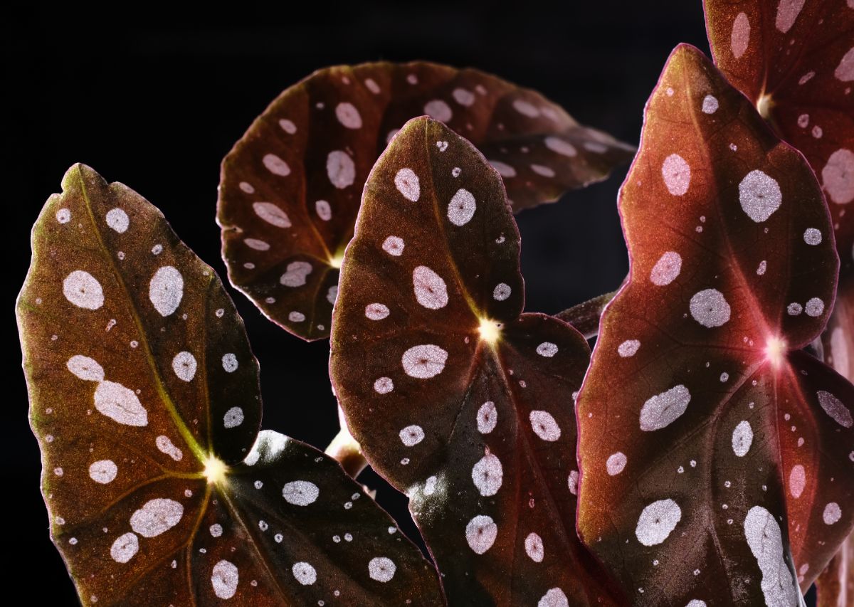 A spotted begonia with brown leaves