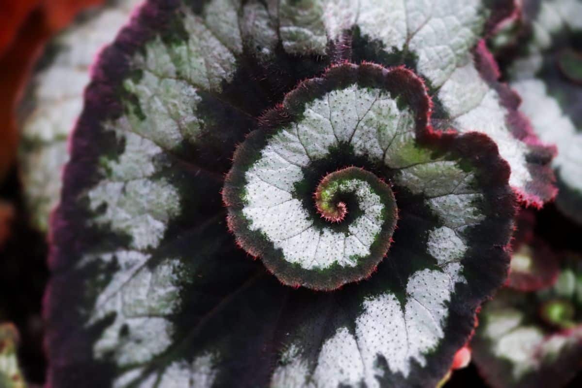 A spiral patterned begonia