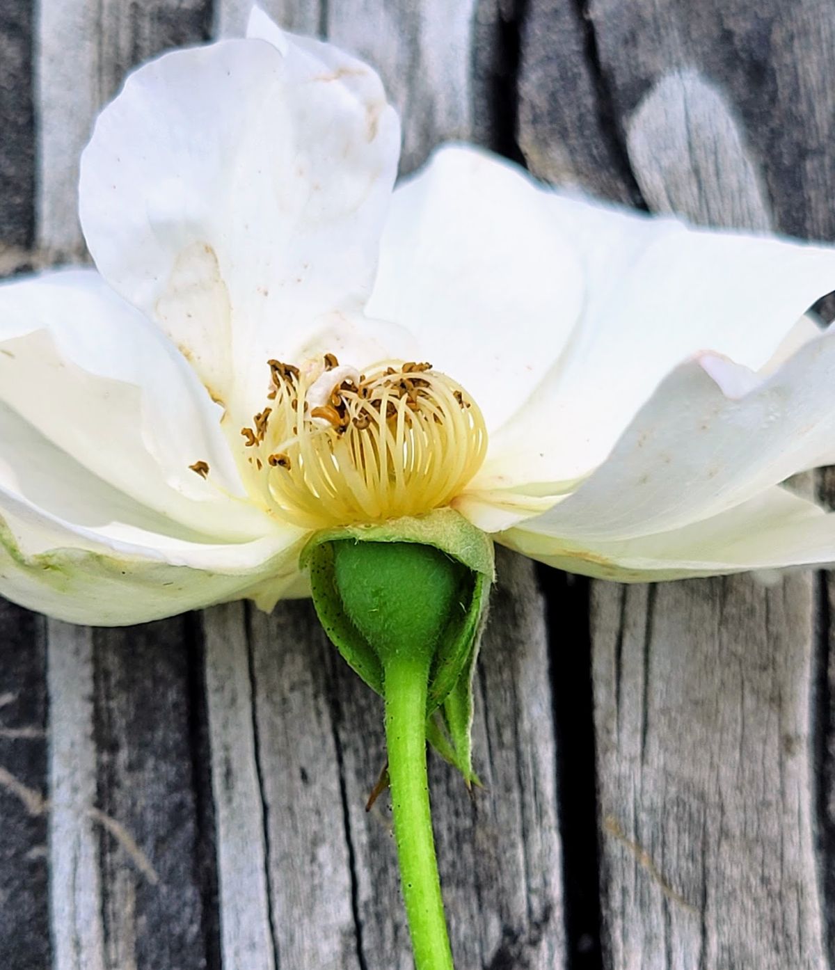 A rose ovary showing where a hip will grow