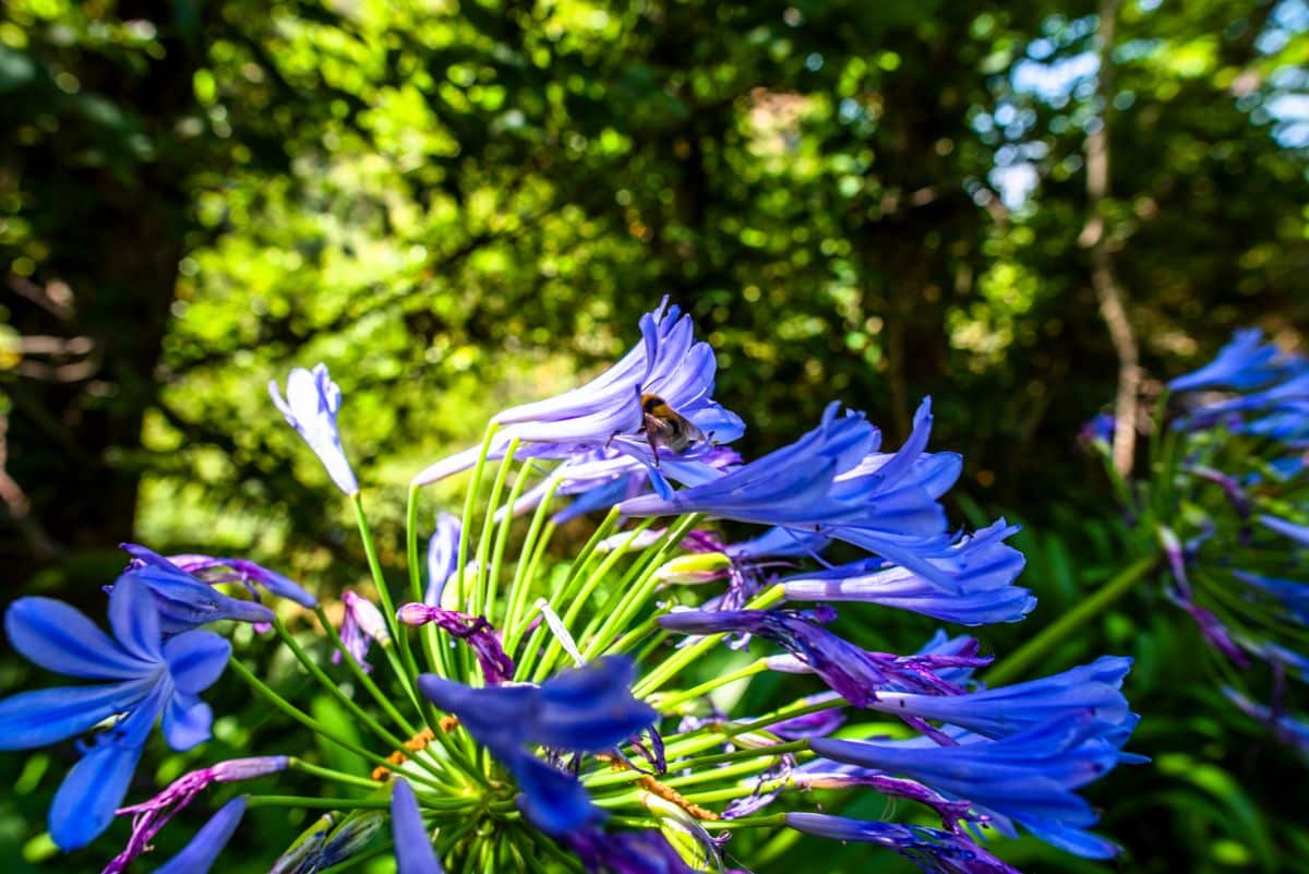 Purple-blue African lilies