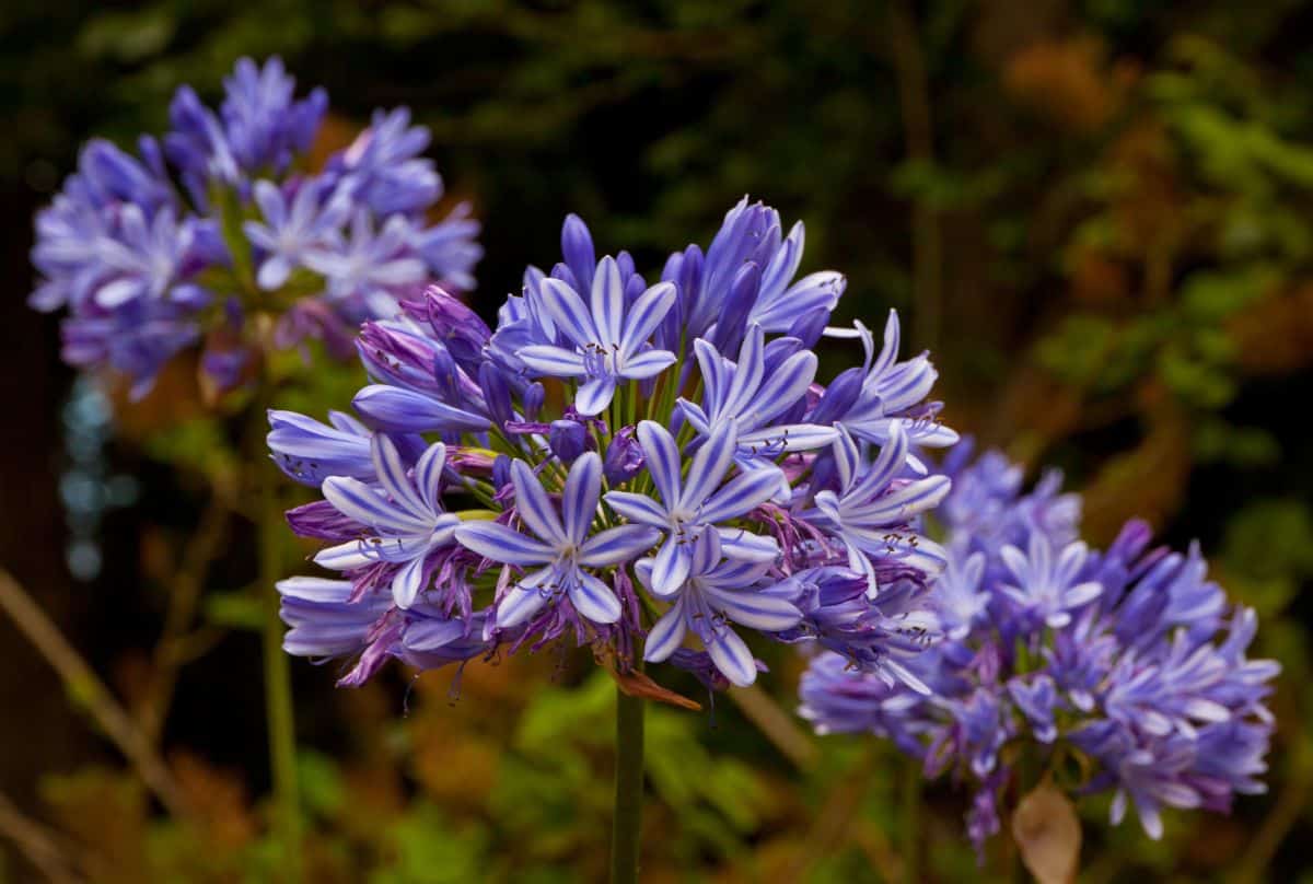 African lily flowers starting to go by