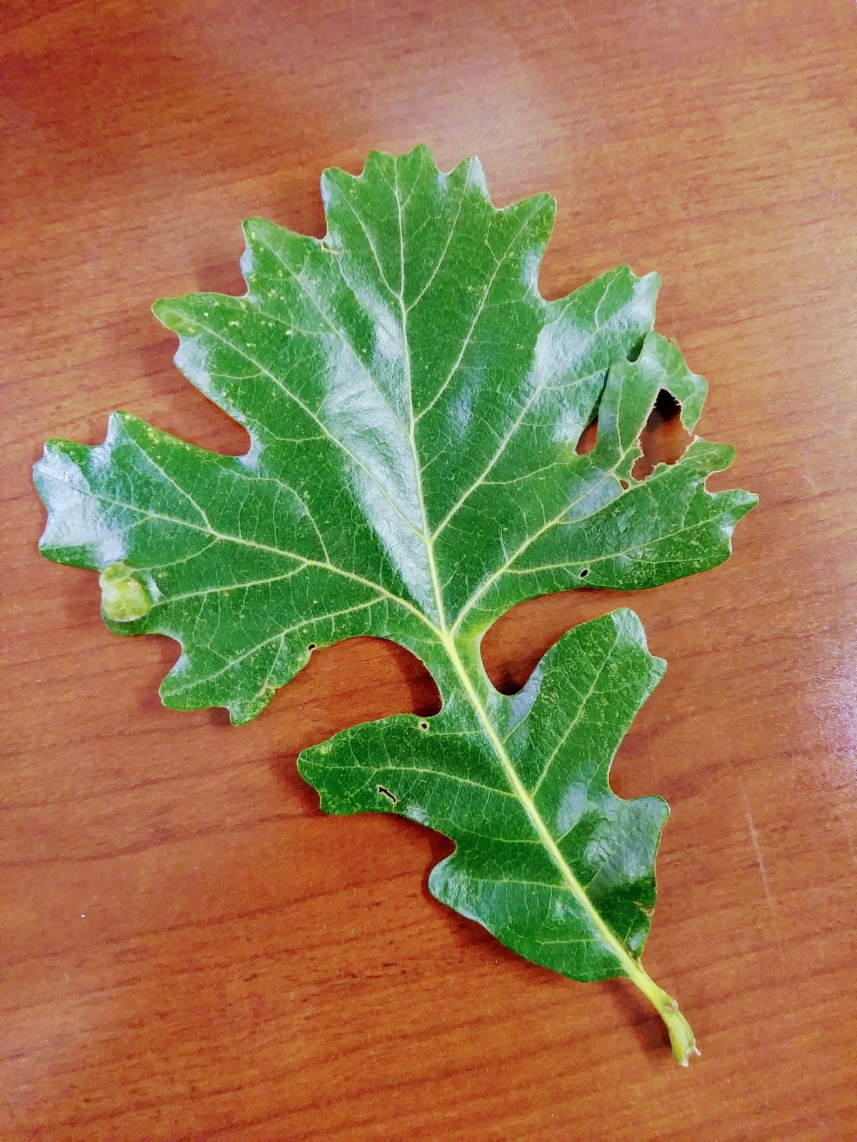 Burr oak tree leaf