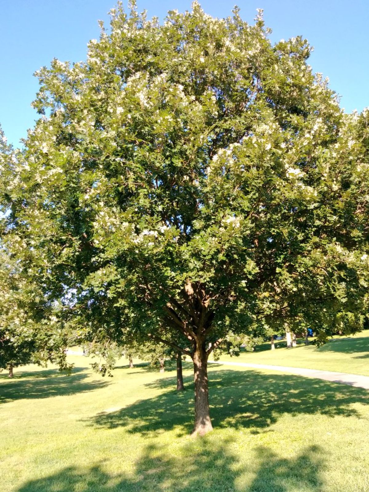 Burr oak trees in a park