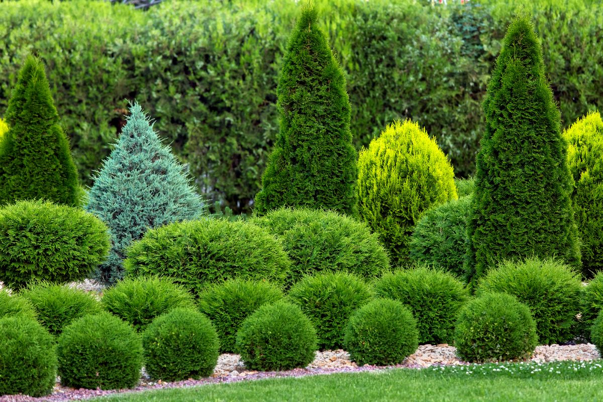 Rows of evergreens in a landscape