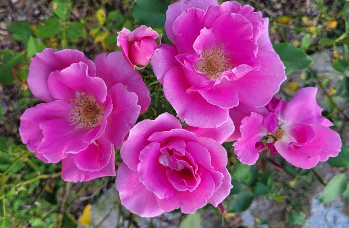 Carefree Beauty rose