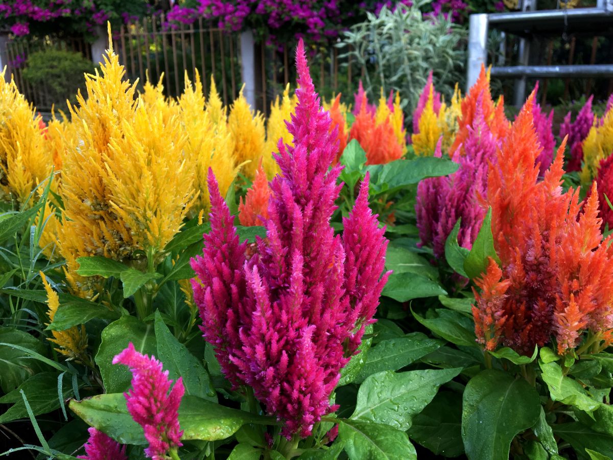 Bright colored celosia plants