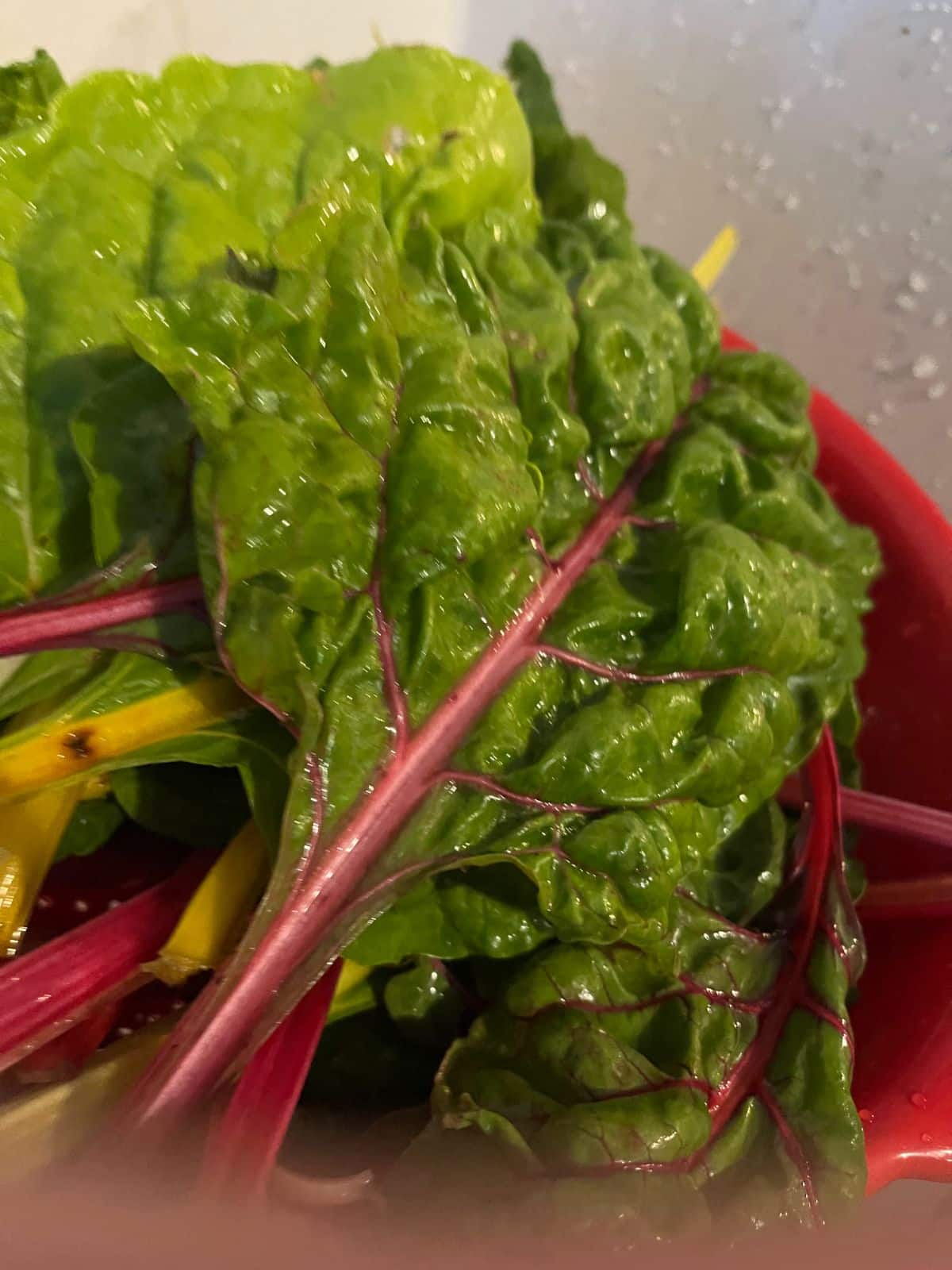 Fresh Swiss chard being bathed