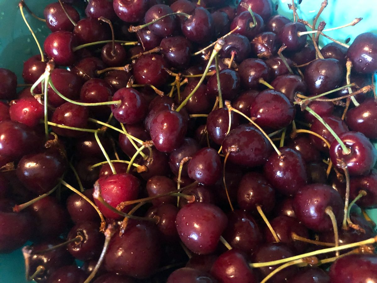 Fresh cherries for making jam