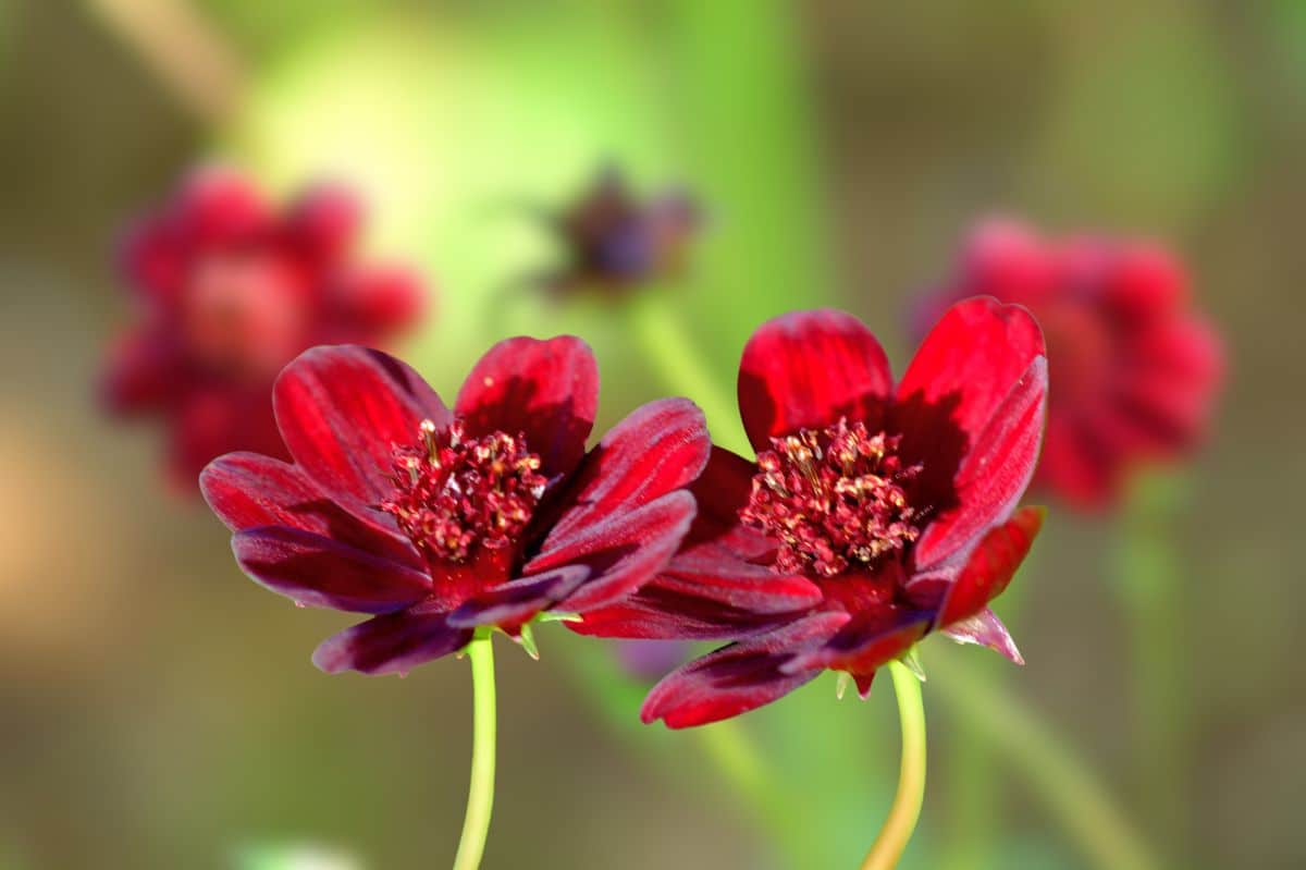 Dark red cosmos flowers
