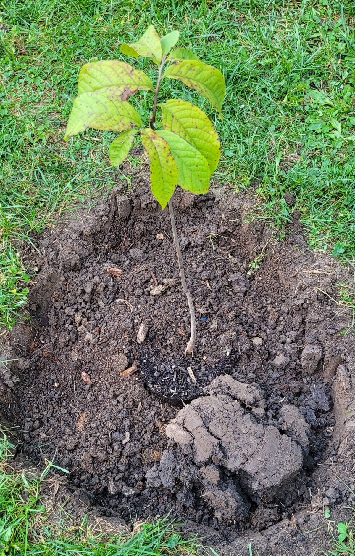 Back-filling a tree with soil