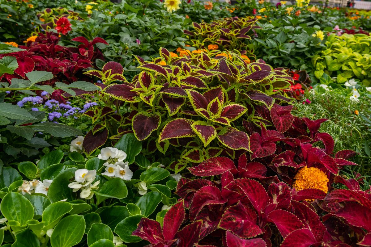 A garden bed with coleus