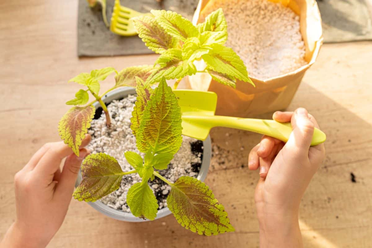 Fertilizing a coleus plant