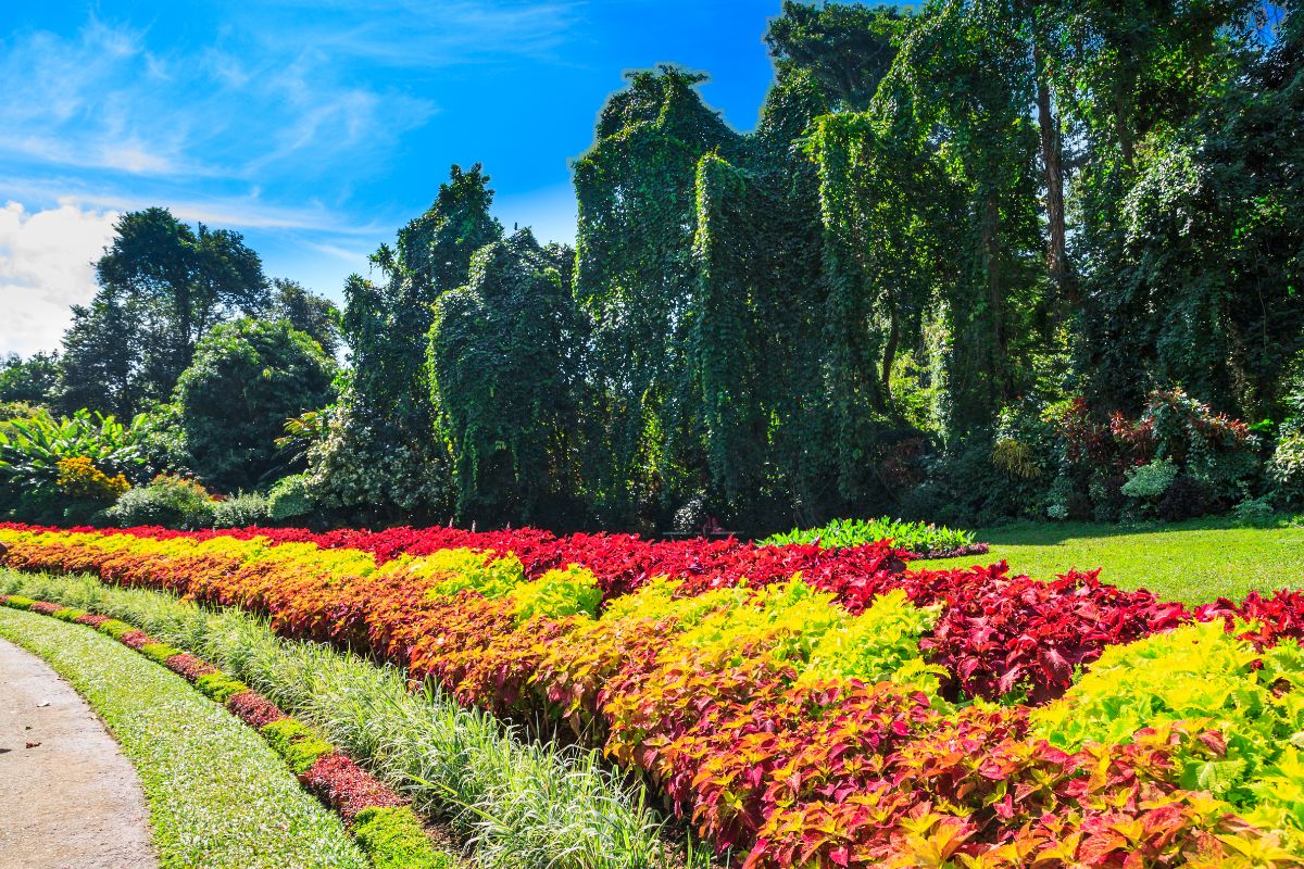 Colorful coleus plants in a landscape 