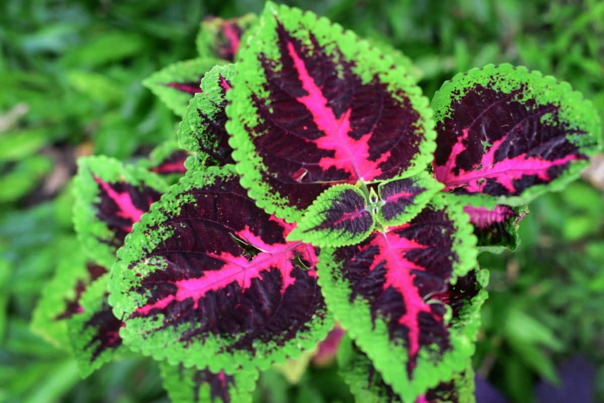 Green and purple coleus