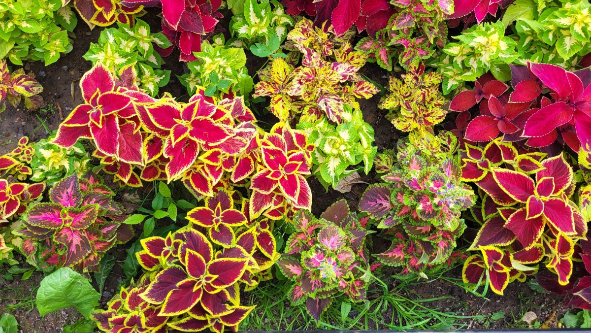 Mixed varieties of coleus plants in a bed