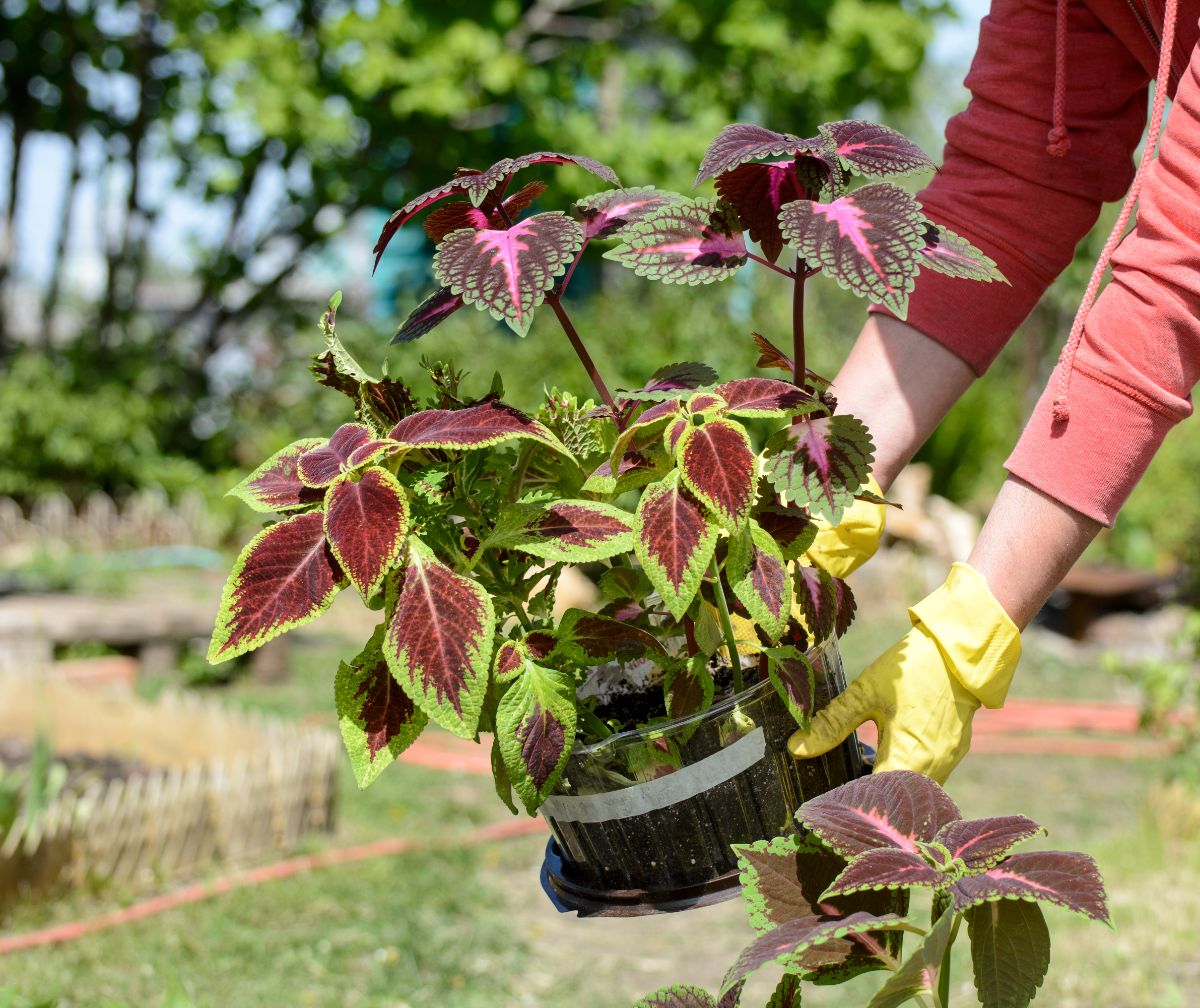 A coleus plant ready to plant