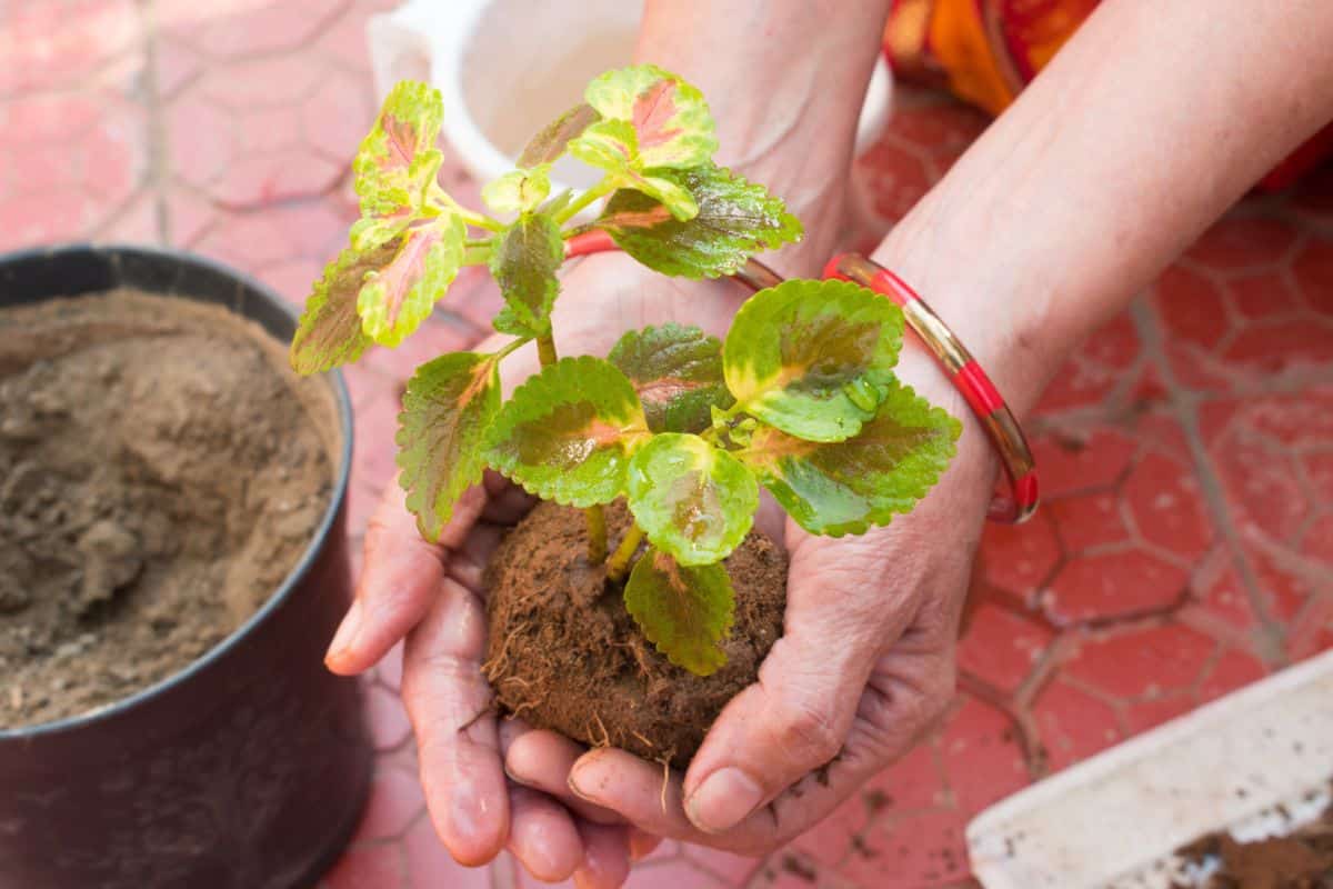 A small coleus with a root ball