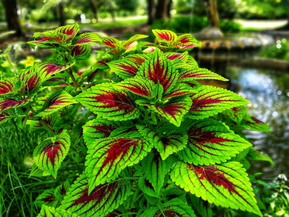 Green coleus plant with red center