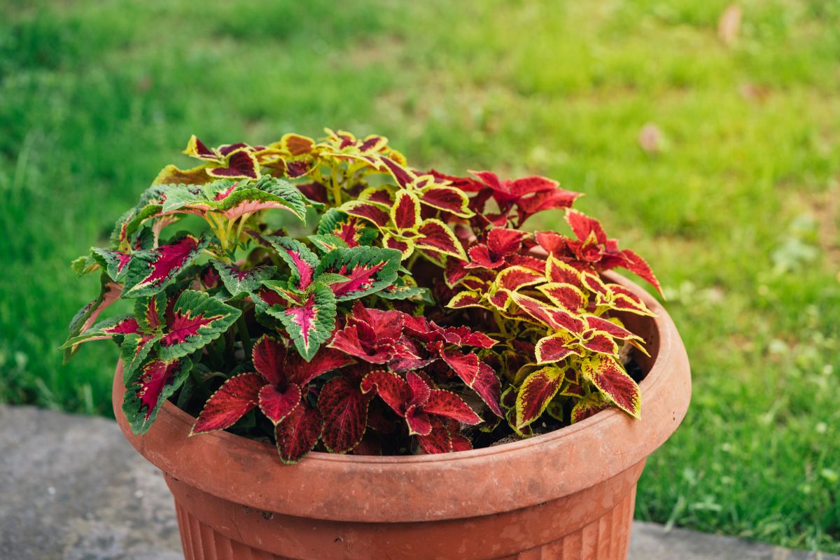 A planter with different coleus plants