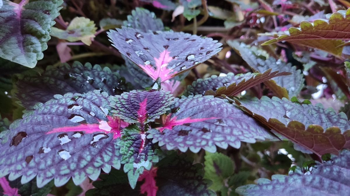 Water fallen on a coleus plant