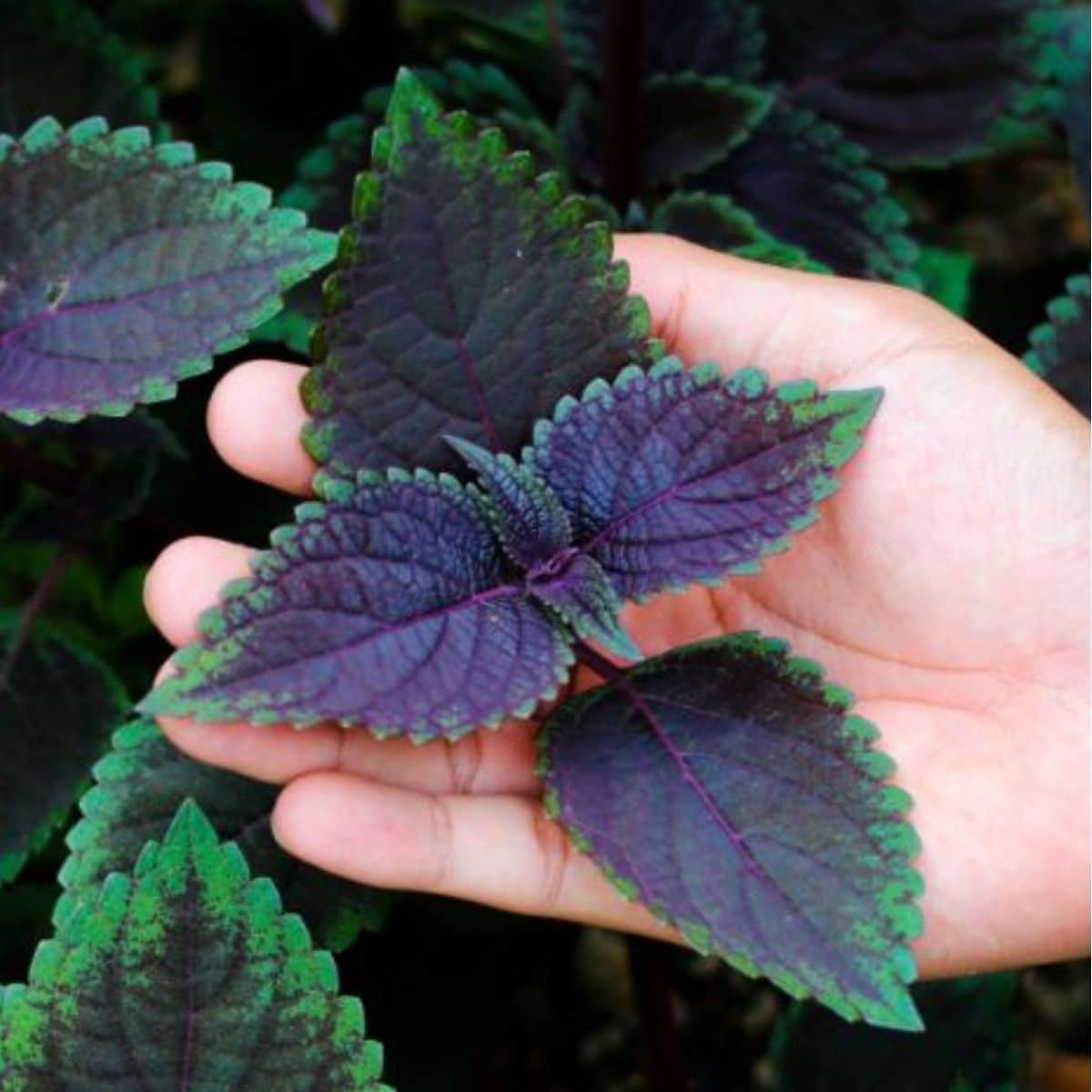 A hand touching a beautiful black-green coleus plant.